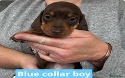 Miniature Dachshund dogs for sale: Miniature dachshund puppies - Image 14