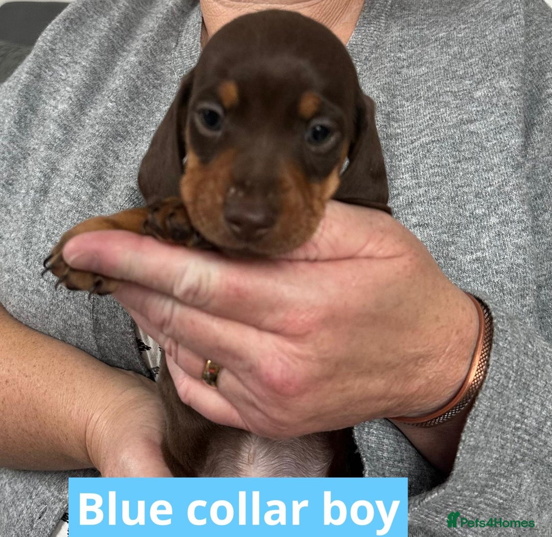 Miniature Dachshund dogs for sale: Miniature dachshund puppies - Image 14