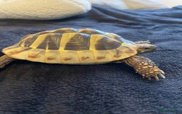 Tortoise reptiles for sale: Herman’s tortoise  - Image 4