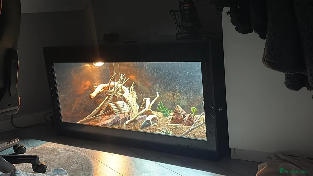 Bearded Dragon reptiles for sale: RED AND ORANGE Patterned BEARDED DRAGON  in Grimsby - Advert 7