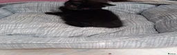 Mixed Breed cats for sale: Gorgeous  little black kitten - Advert 3
