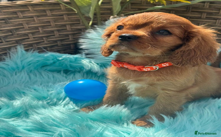 Cavalier King Charles Spaniel dogs - Advert 3