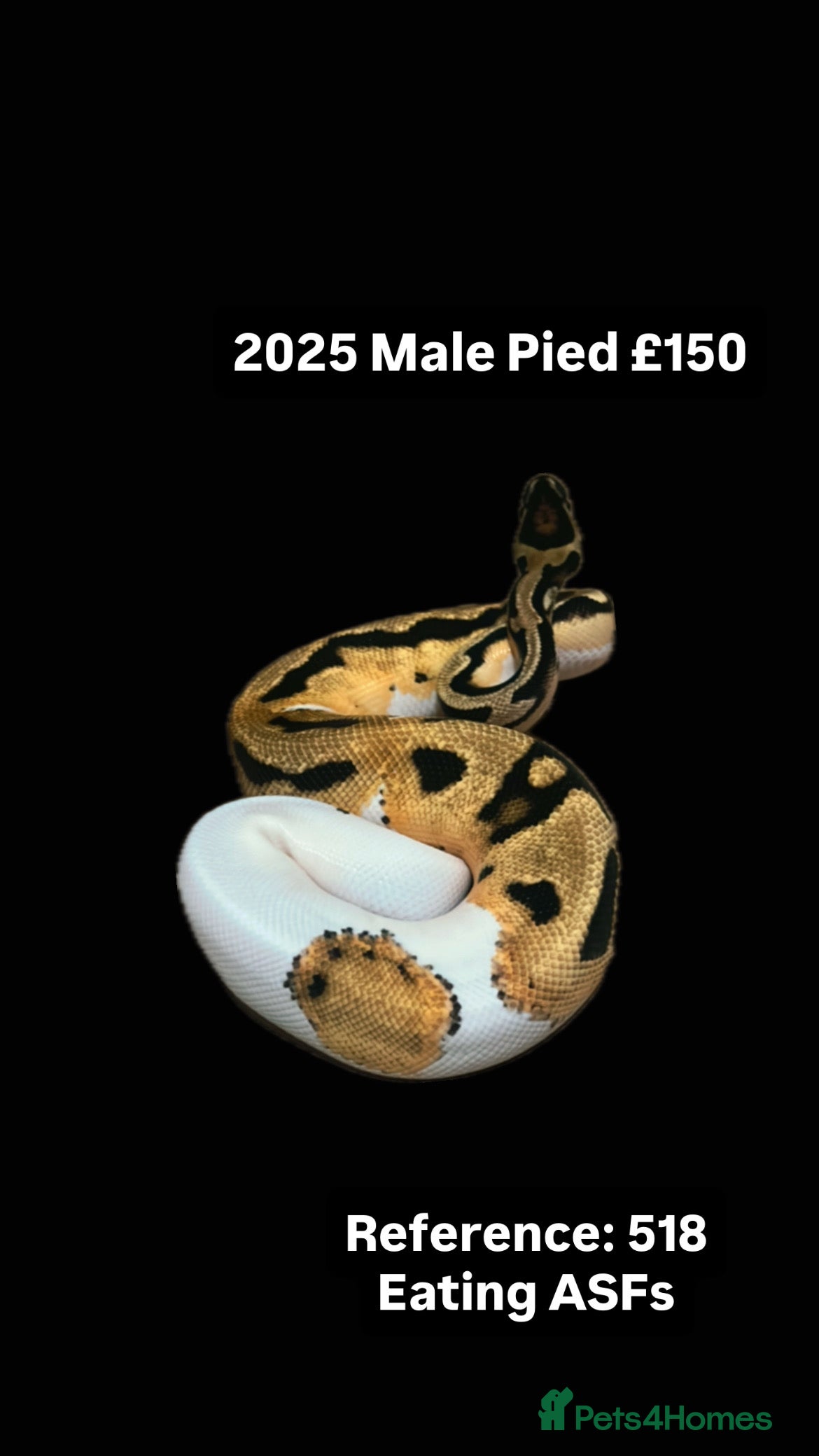 Python Snake reptiles Various 2025 Pied Ball Pythons Royal Snake - Advert 17