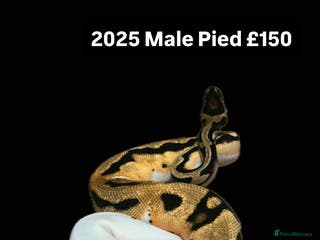 Python Snake reptiles Various 2025 Pied Ball Pythons Royal Snake - Advert 3