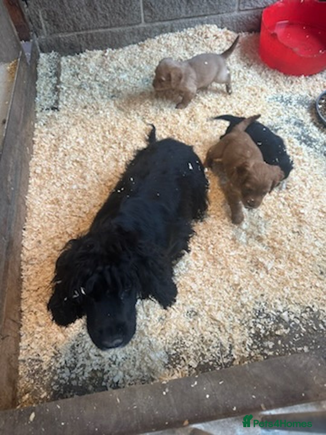 Cocker Spaniel dogs for sale: Working Cocker Spaniel pups - Advert 9