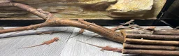 Bearded Dragon reptiles for sale: Very friendly dragons - Advert 6