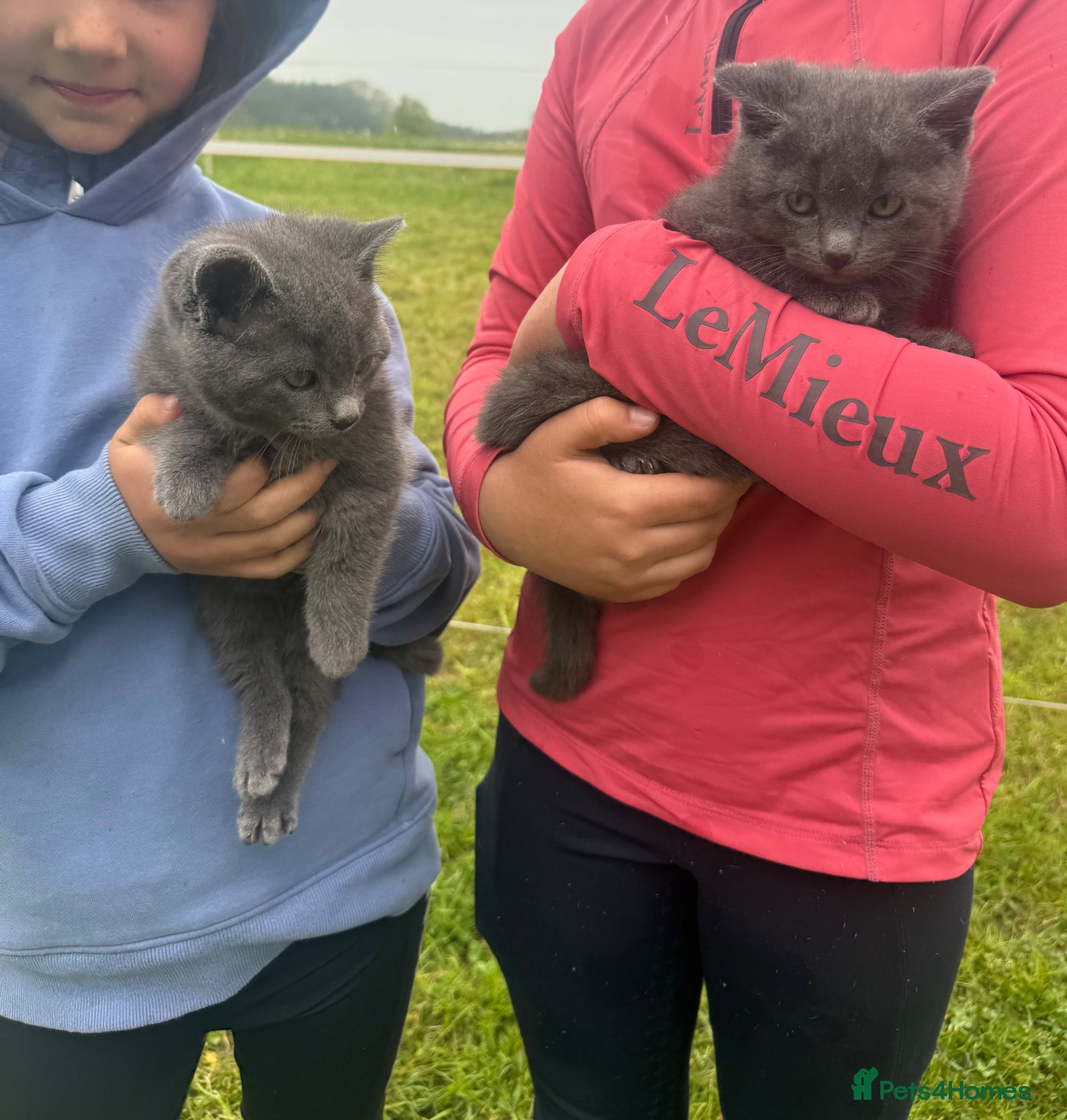 Mixed Breed cats Stunning grey kittens  - Advert 15