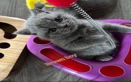 British Shorthair cats for sale: Blue British short hair kittens  in Braintree - Image 11