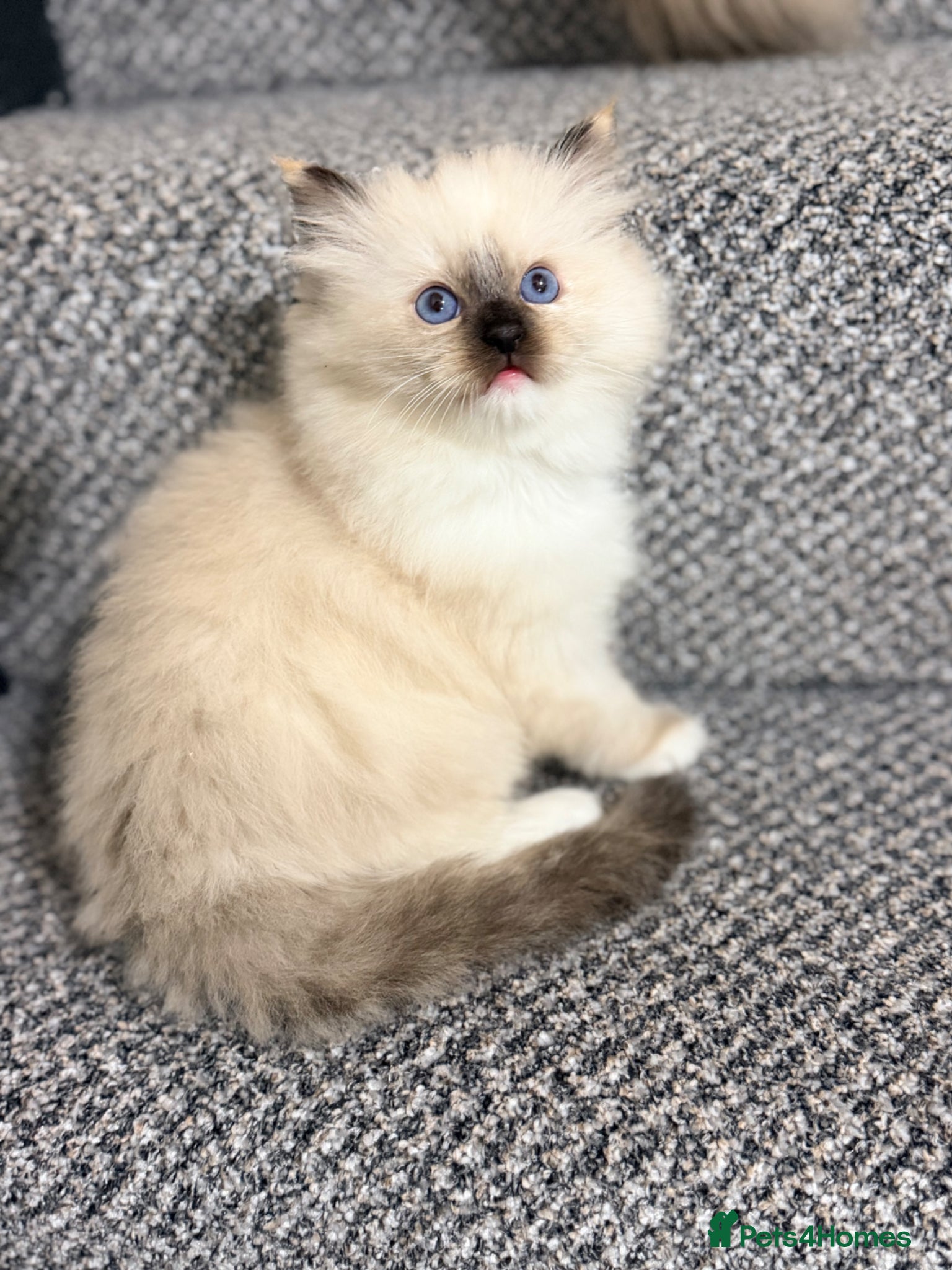 Ragdoll cats GCCF REGISTERED DNA TESTED PARENTS  - Advert 7