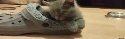 Russian Blue cats for sale: Russian Blue kittens  in Aberdeen - Advert 8