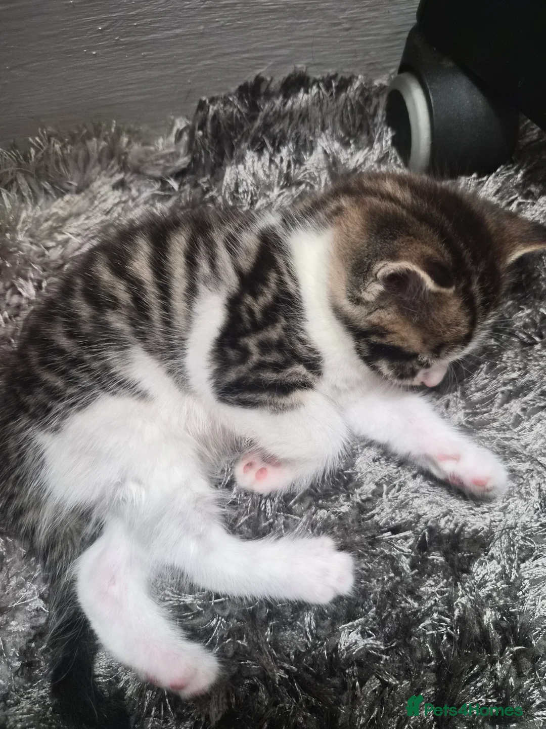 Mixed Breed cats for sale: Adorable and Playfull Kittens  - Advert 2