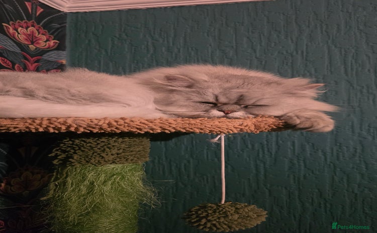 Persian cats - Advert 14