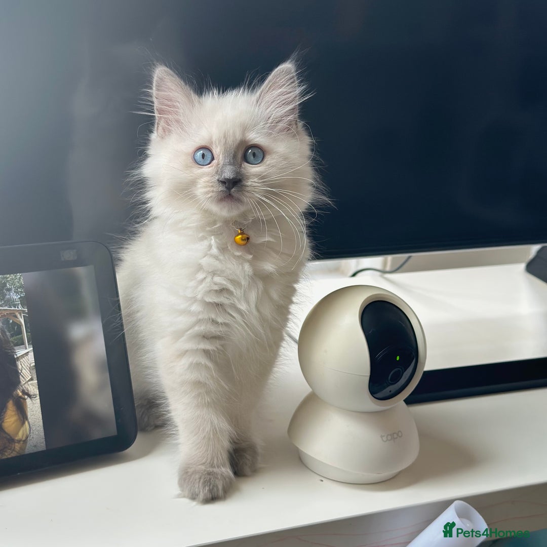 Ragdoll cats for sale: Gentle, Affectionate, Cuddly, Playful Kittens - Image 6