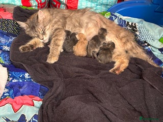 Maine Coon cats 5 Maine coon babies - Advert 13