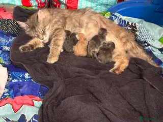 Maine Coon cats 5 Maine coon babies - Advert 6