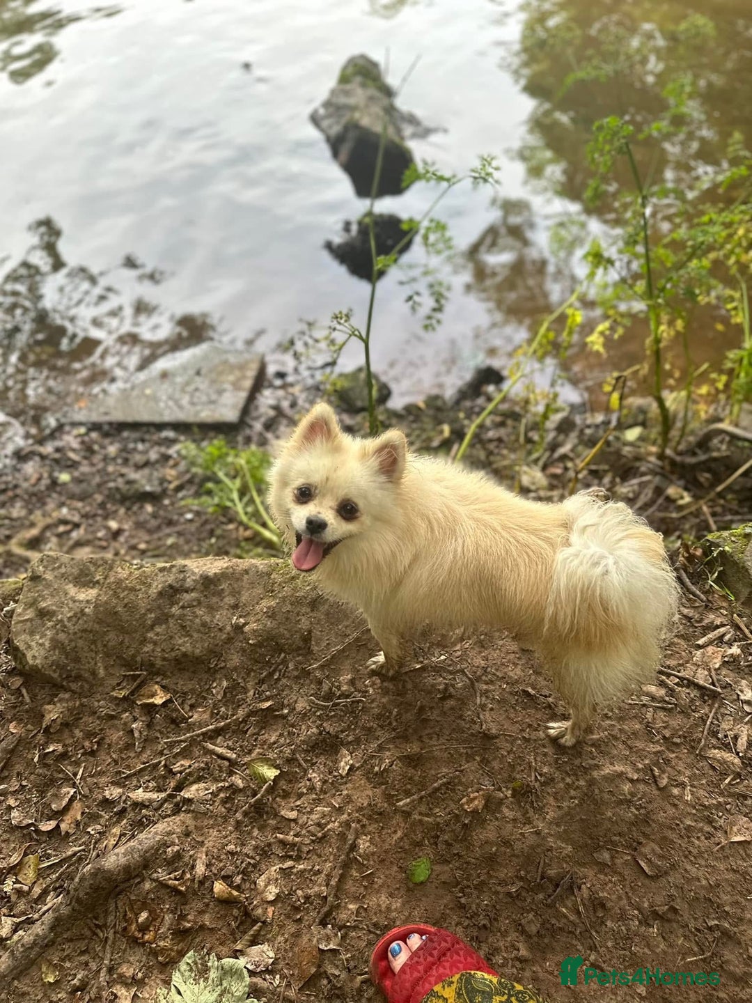 Pomchi dogs for sale: Prince  - Image 3