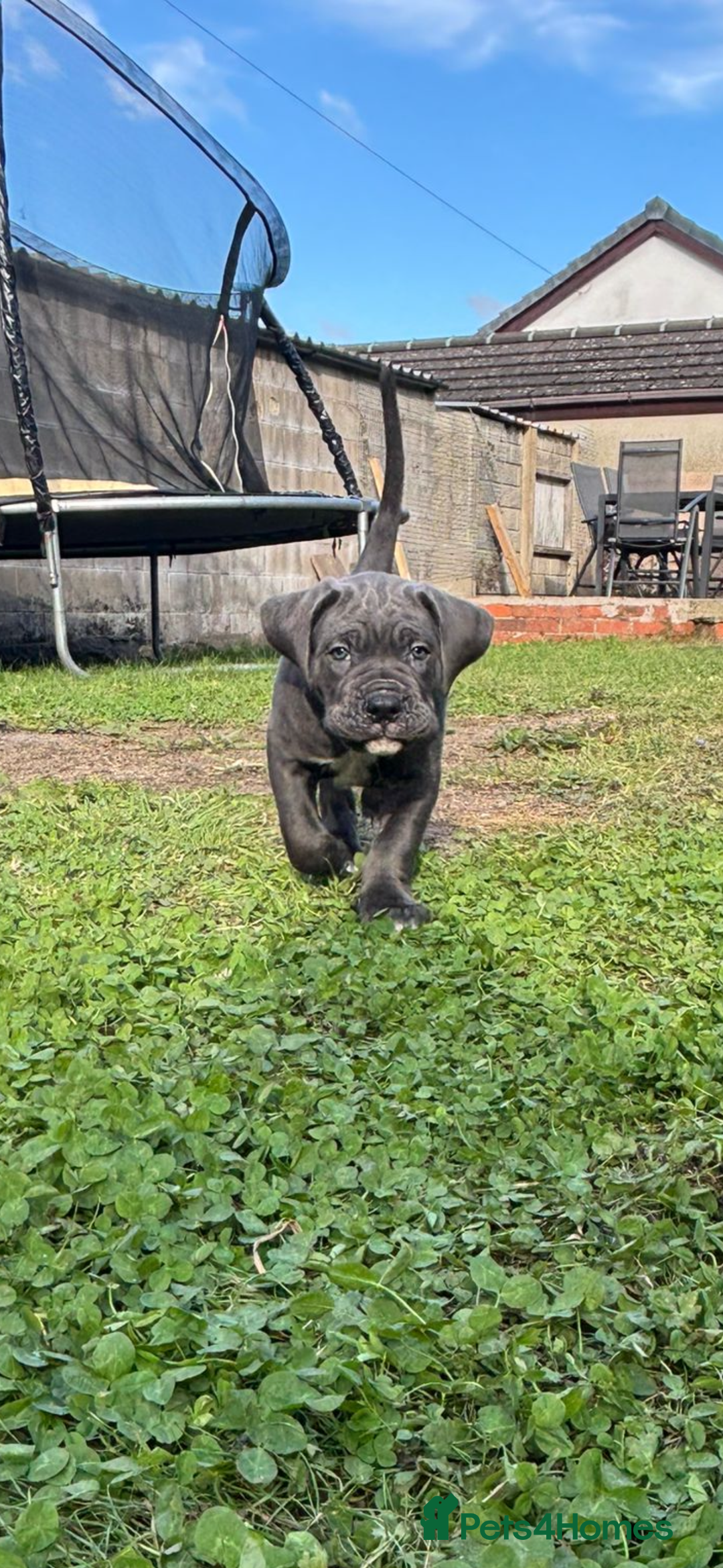 Cane Corso dogs for sale: Cane corso puppies looking for their forever homes - Image 11