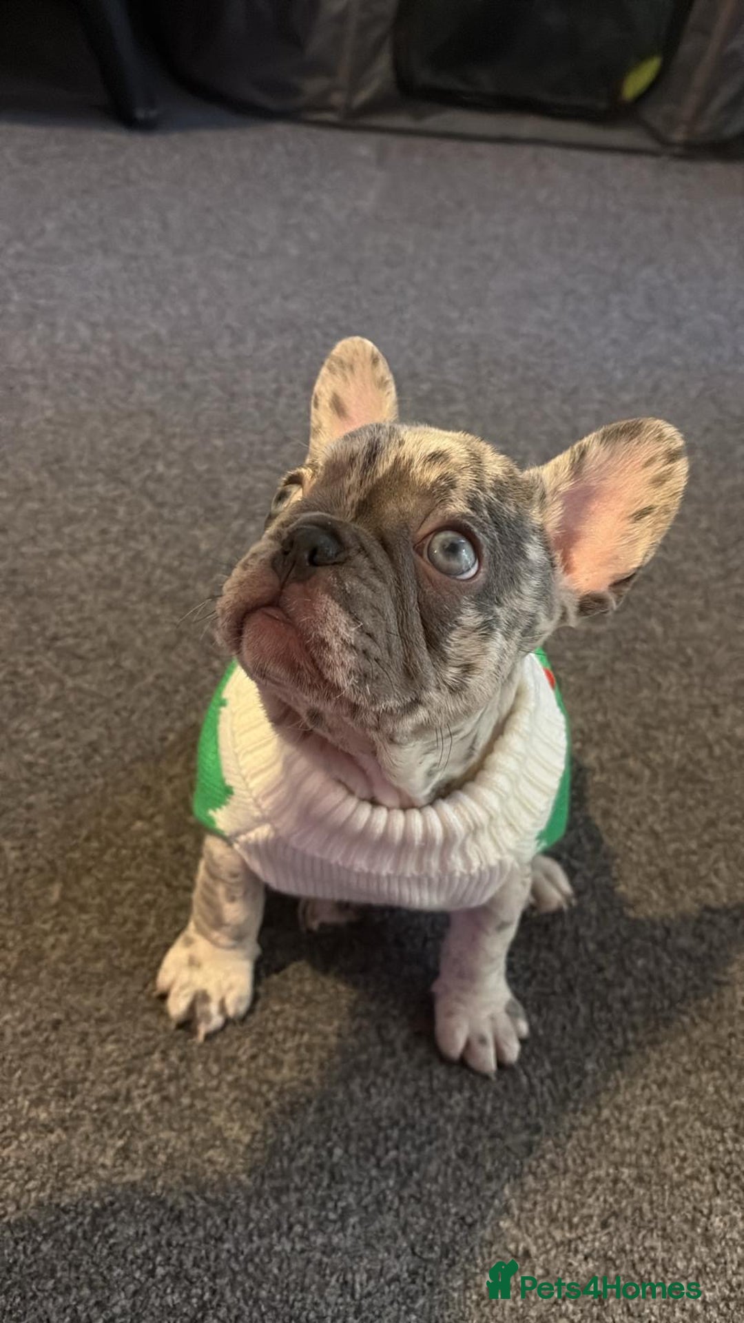 French Bulldog dogs for sale: 1 GIRL REMAINING FROM LITTER OF 5 FRENCH BULLDOGS  - Advert 24