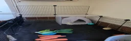 Mini Lop rabbits for sale: Female Mini Lop x Netherland Dwarf in Bridgwater - Advert 4