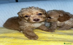 Standard Poodle dogs for sale: Ready to leave standard poodles  - Image 3