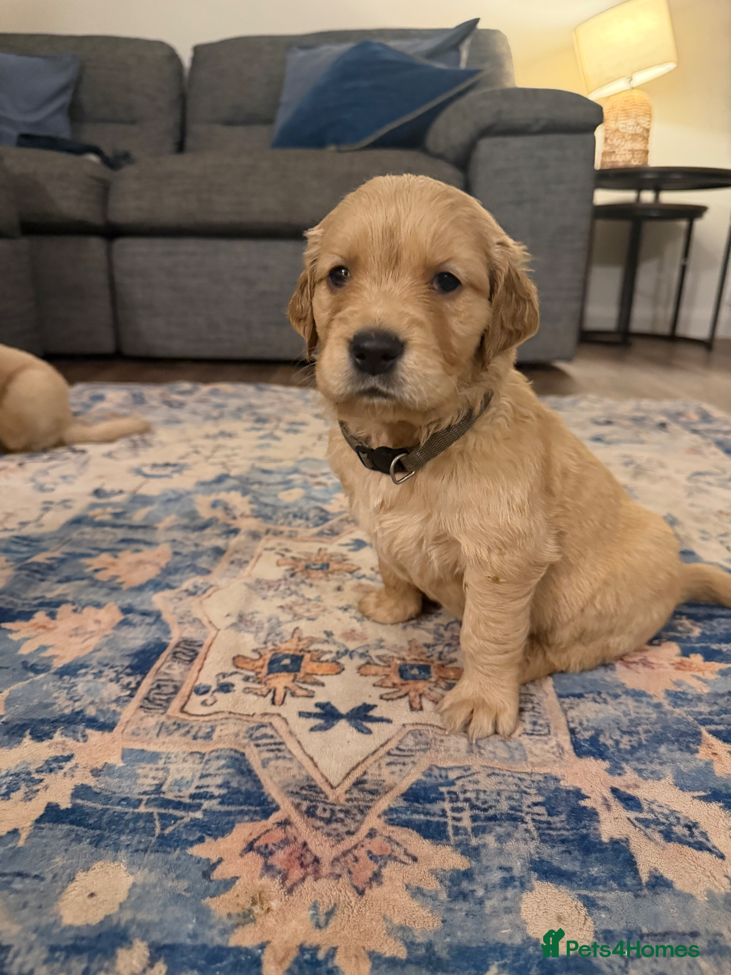 Golden Retriever dogs 🌟4 beautiful boys 🌟 exceptional pedigree!  - Advert 5