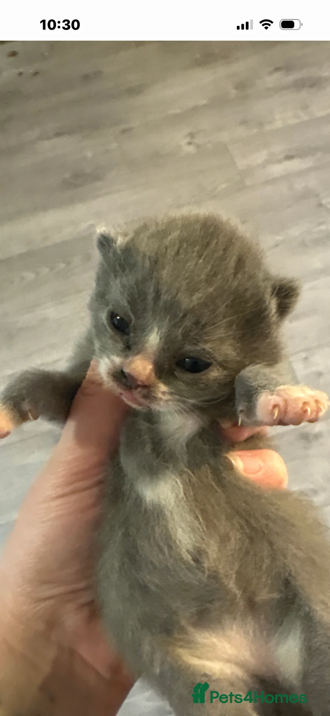 British Shorthair cats for sale: British shorthair kittens   - Advert 1