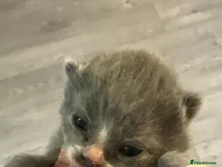 British Shorthair cats British shorthair kittens - Advert 5