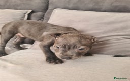 Staffordshire Bull Terrier dogs for sale: Lovely puppy  in Coventry - Image 18