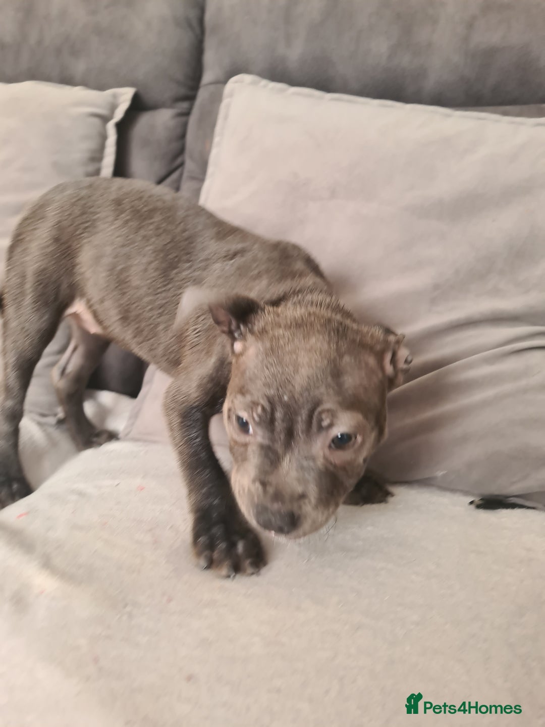 Staffordshire Bull Terrier dogs for sale: Lovely puppy  in Coventry - Image 18