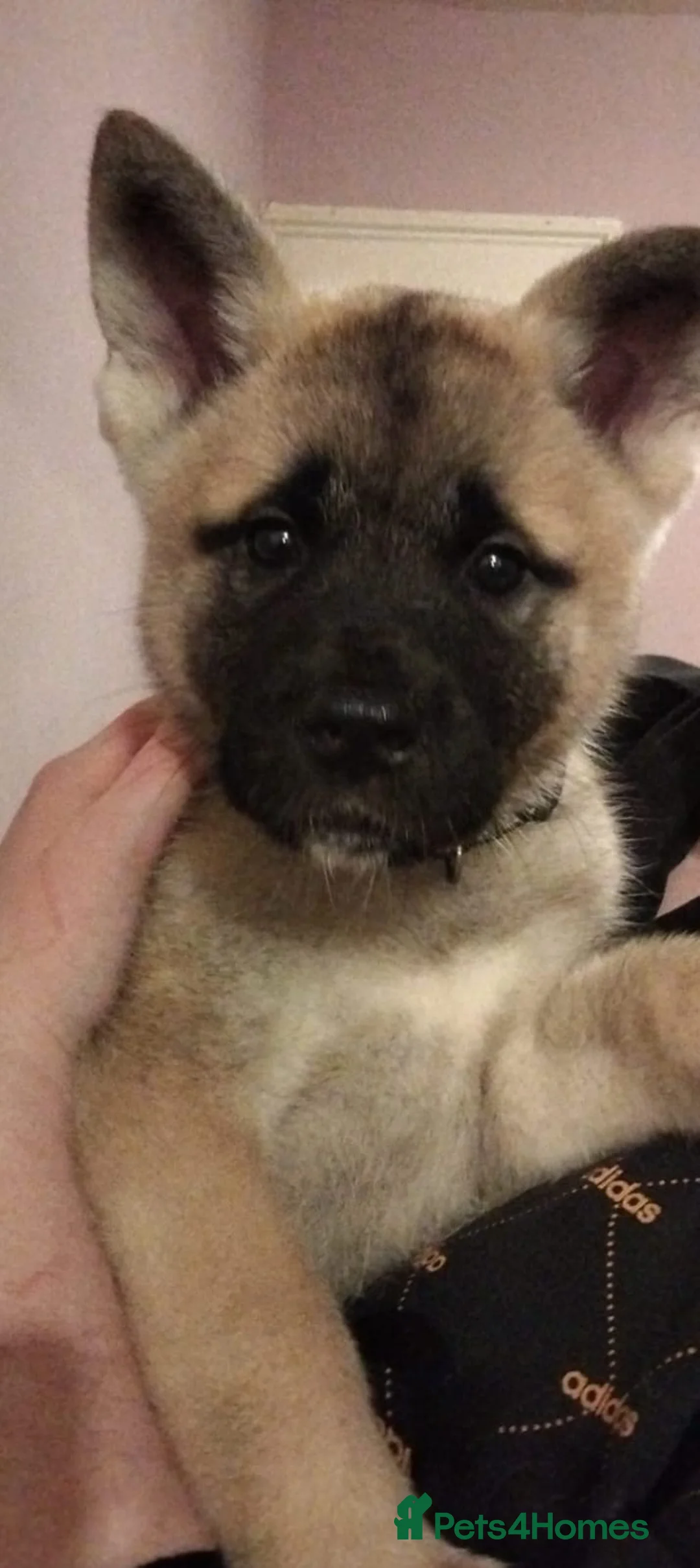 Akita dogs for sale: Selling 2 handsome puppies  in Smethwick - Advert 3