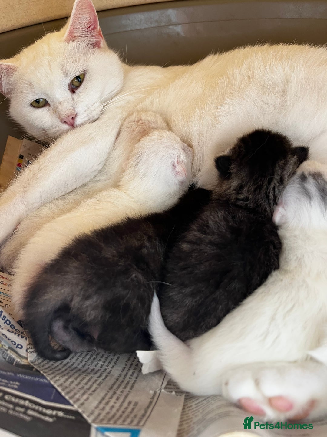 Mixed Breed cats for sale: 5 beautifull short hair. Kitten  - Image 2