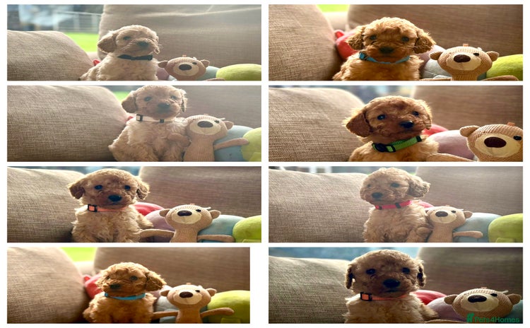 Cockapoo dogs - Advert 1