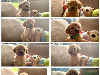 Cockapoo dogs - Advert 5