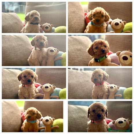 Cockapoo dogs - Advert 1