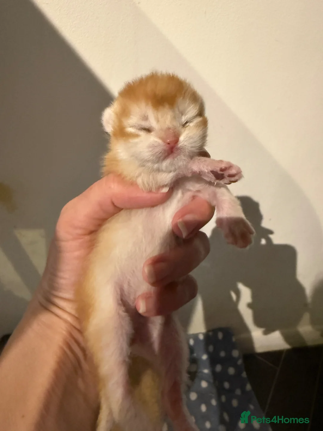 British Shorthair cats for sale: GCCF reg BSH Chocolate and Blue Golden Kittens - Advert 2