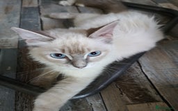 Ragdoll cats for sale: TICA Ragdoll Kittens (pet only)  - Image 9