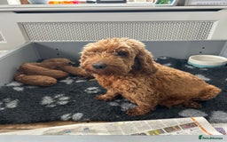 Cockapoo dogs for sale: F2B Cockapoo pups  - Advert 2
