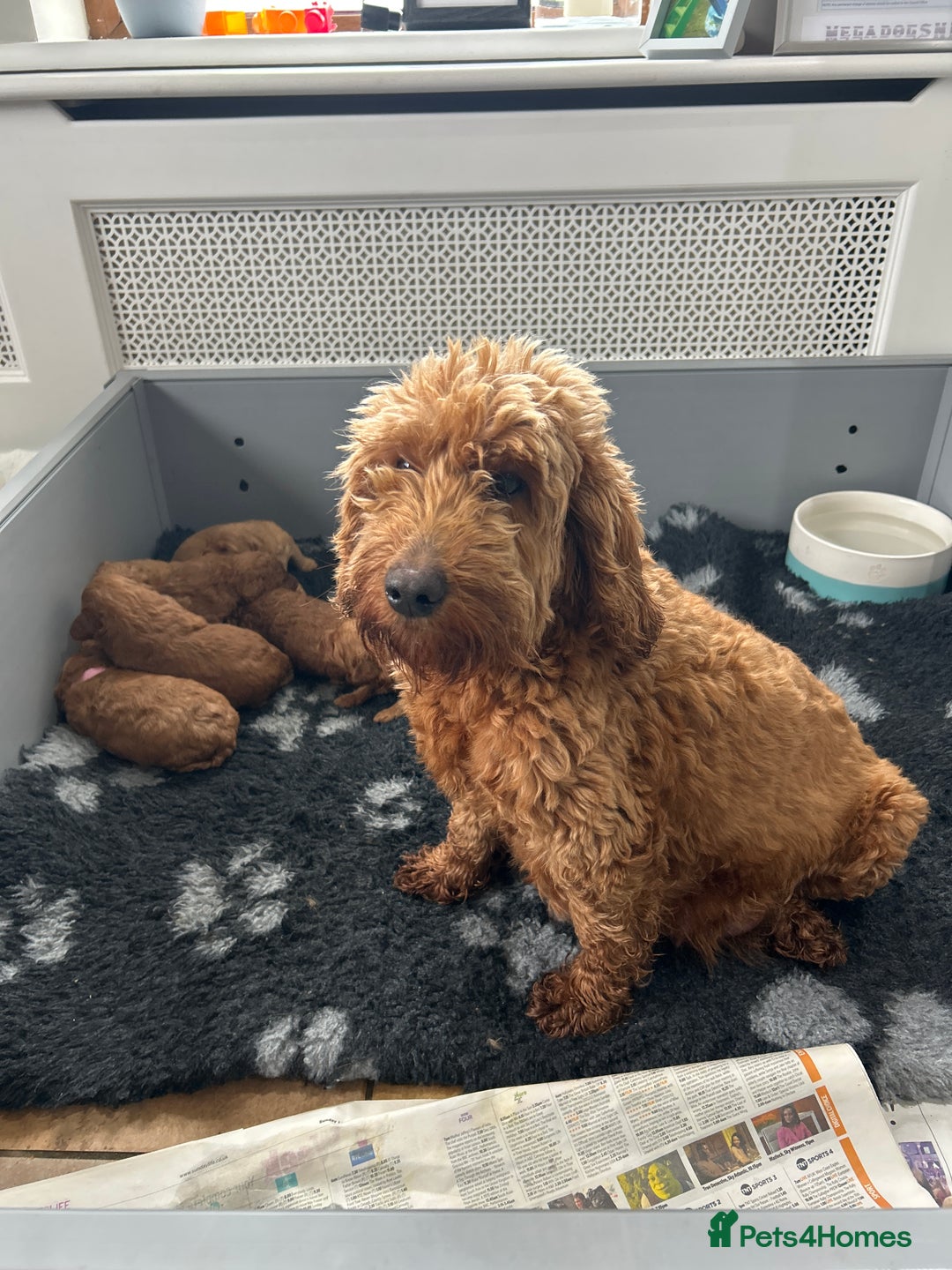 Cockapoo dogs for sale: F2B Cockapoo pups  - Advert 2