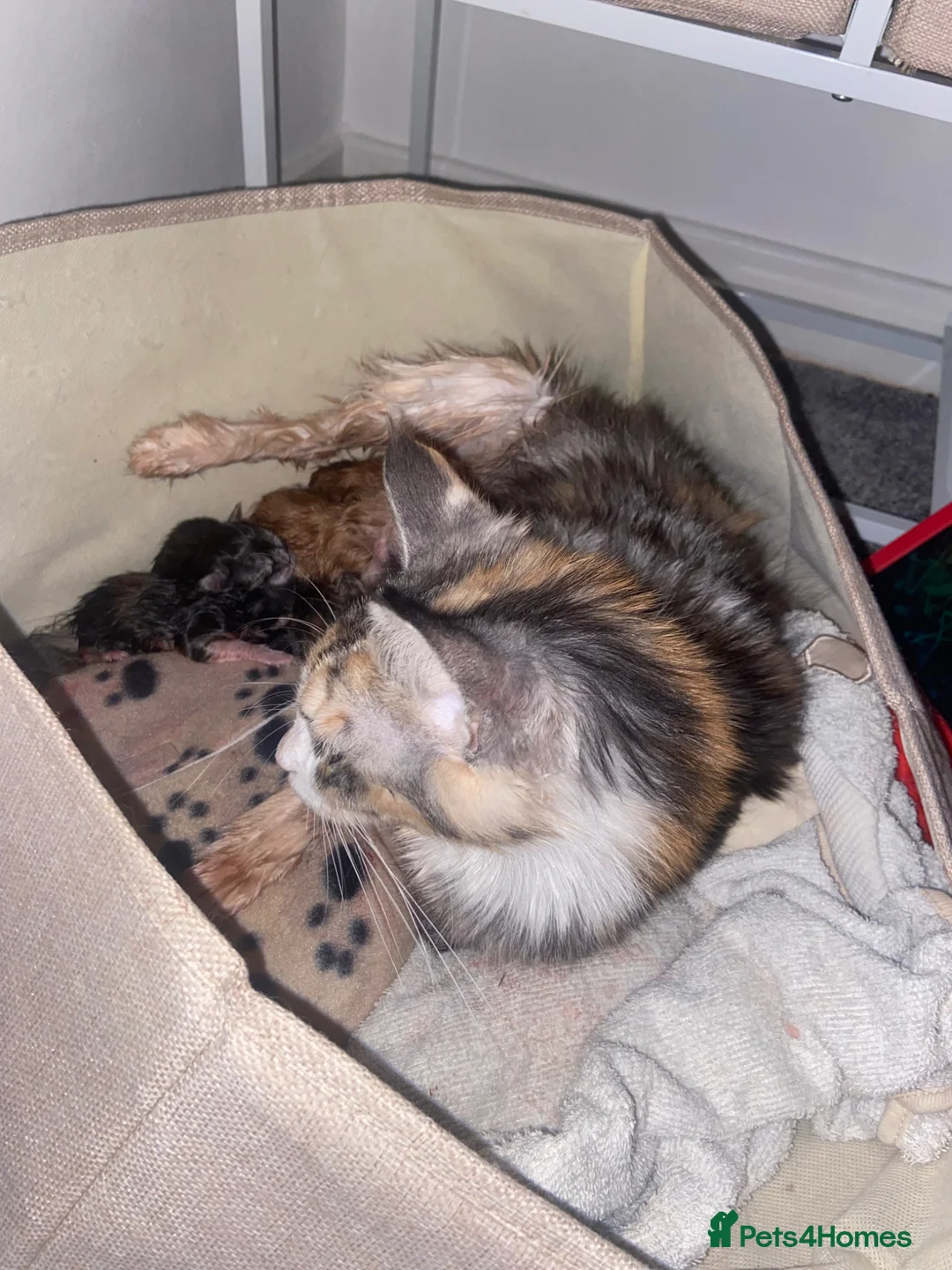 Maine Coon cats for sale: GCCF Maine Coon kittens  - Advert 15