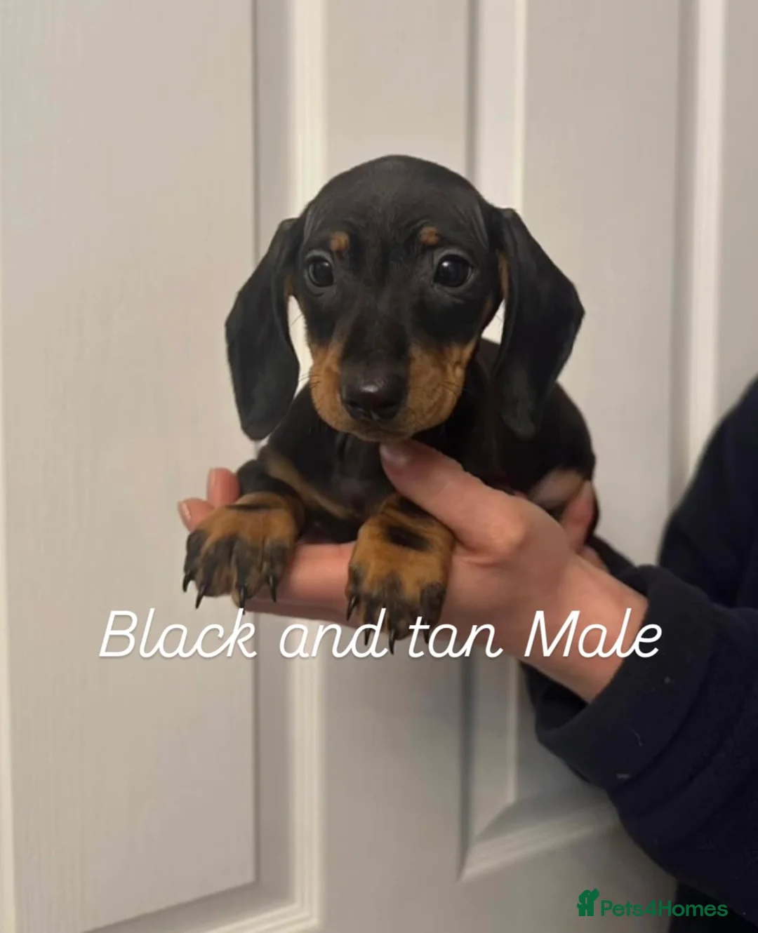 Miniature Dachshund dogs for sale: Miniature Dachshund  - Advert 2