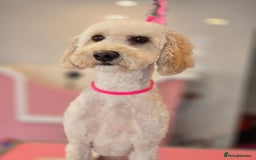 Cockapoo dogs for sale: Nancy cockapoo girl 3 years old - Image 2