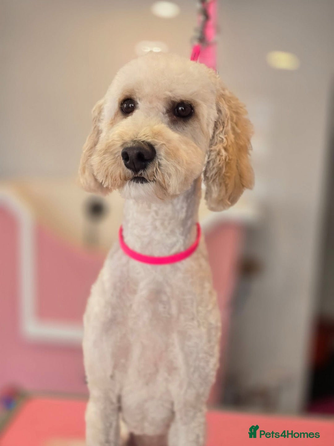 Cockapoo dogs for sale: Nancy cockapoo girl 3 years old - Image 2