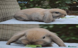 Mini Lop rabbits for sale: Gorgeous mini lop babies, £90, ready from 13/10/25 - Image 2