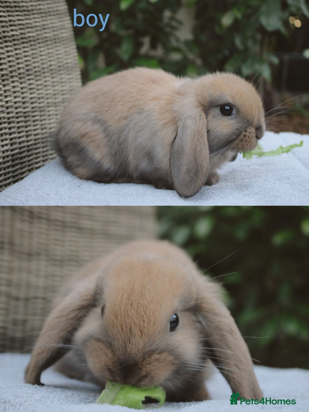 Mini Lop rabbits for sale: Gorgeous mini lop babies, £90, ready from 13/10/25 - Image 2