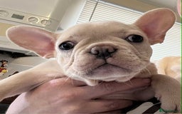 French Bulldog dogs for sale: Beautiful non kc female  - Image 19