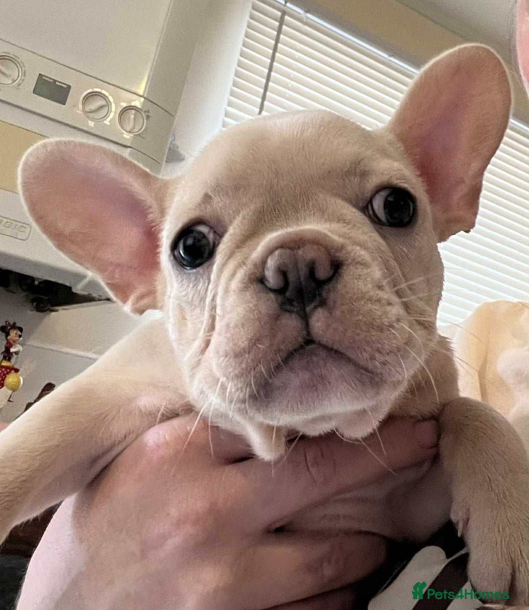 French Bulldog dogs for sale: Beautiful non kc female  - Image 19
