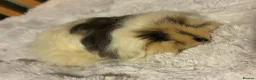 Guinea Pig rodents for sale: One sow one boar looking for homes  - Advert 9