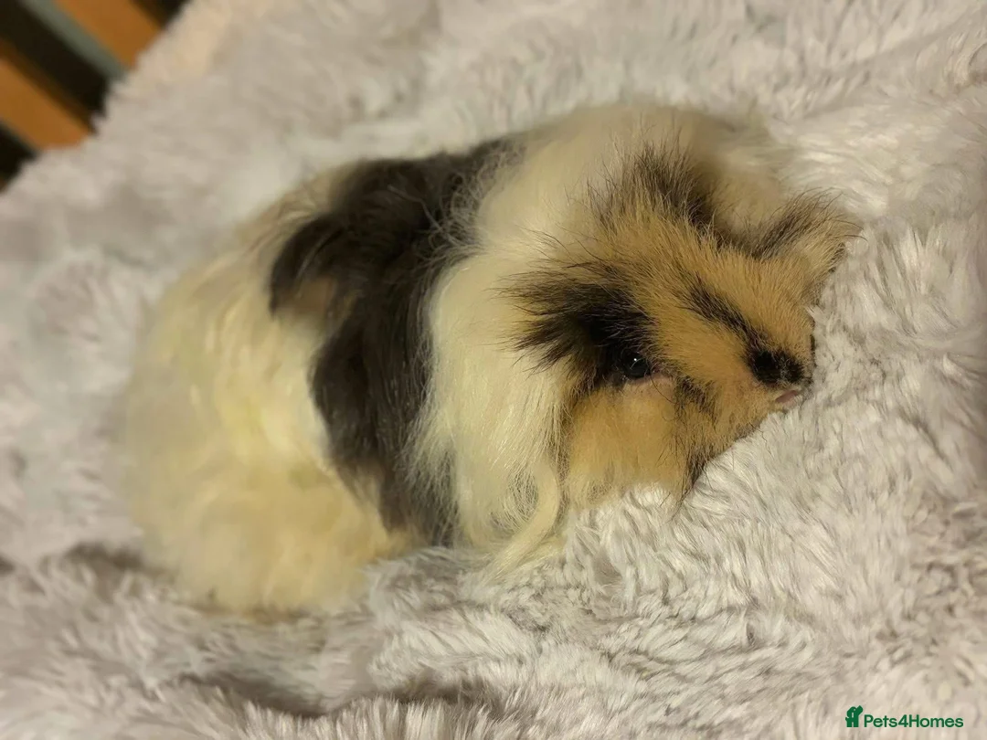 Guinea Pig rodents for sale: One sow one boar looking for homes  - Advert 9