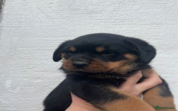 Rottweiler dogs for sale: Outstanding litter of Rotweiller Puppies  - Image 12