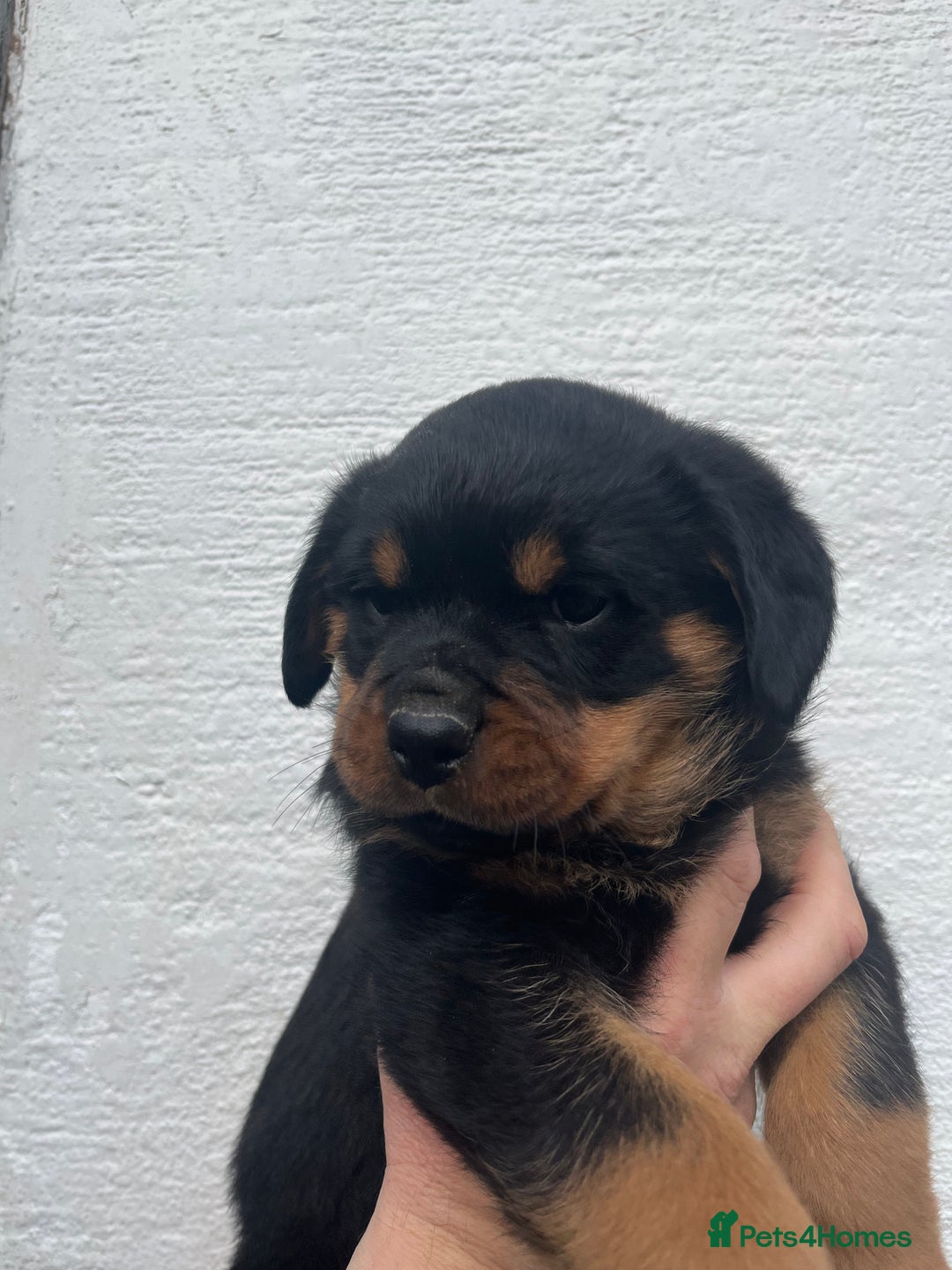 Rottweiler dogs for sale: Outstanding litter of Rotweiller Puppies  - Image 12